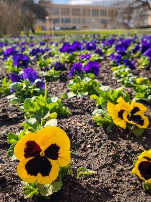 Close-up view of vibrant yellow and purple pansies planted in dark, moist soil, with the yellow pansies featuring distinct black markings on their petals. The arrangement is in a garden bed, taken dur