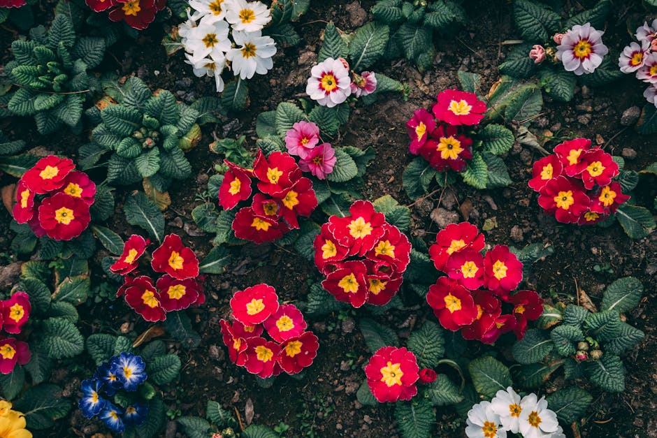 A vibrant flower bed featuring clusters of primroses with bright red petals and yellow centers, complemented by some white and pink primroses with yellow bases. The flowers are densely packed, growing