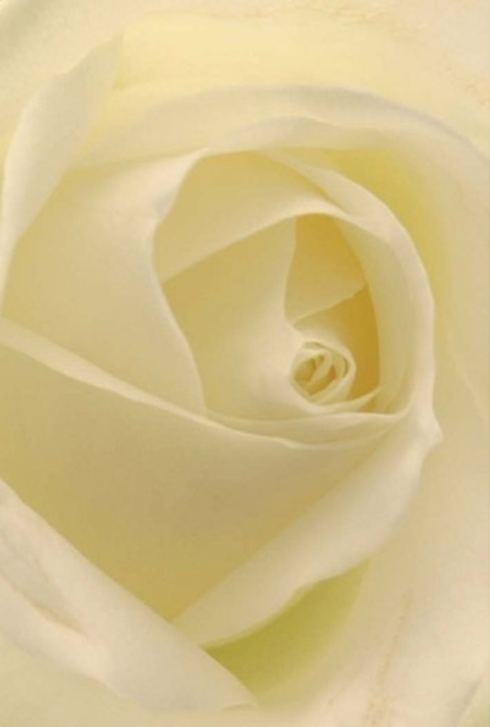 To gaze closely at this classic Highbury white rose is to discover a microcosm of tranquility and sophistication-each petal seamlessly blending shades of cream and ivory, rendered almost radiant by the soft natural light of a north-facing studio on Corsica Street. The bloom's spiral core suggests both purity and resilience, while the flawless symmetry of its structure speaks to the artistry honed daily by Highbury's florists. This flower feels at home as an offering for any seriously heartfelt occasion: perhaps the centrepiece on a wedding table overlooking Highbury Fields, a symbolic token in a sincere apology, or as a peaceful gesture marking new beginnings. The near-perfect layering of translucent petals adds dimension and depth, their nuanced interplay of shadow and gleam evoking serene contemplation and quiet pride. What lingers is not only the suggestion of a gentle, uplifting fragrance but the sense of calm beauty and heartfelt care that infuses every arrangement from Flowers Highbury-a natural companion for any meaningful celebration in this storied neighbourhood.